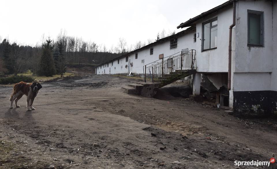Ferma Drobiu hale produkcyjno przemysłowe Miastko sprzedam