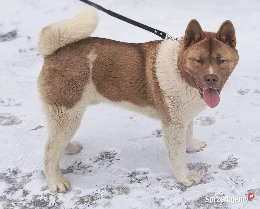 Akita amerykańska łódzkie Opoczno