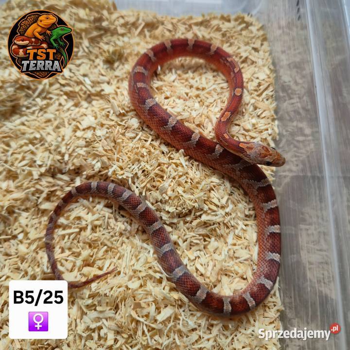 Młode węże zbożowe Gady i płazy