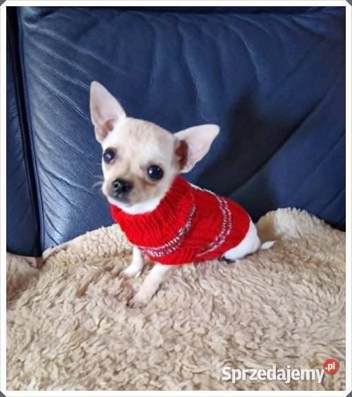 Chihuahua śliczny malutki biały piesek śląskie sprzedam