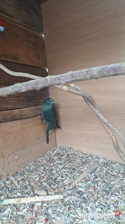 posiadam na sprzedaż papugi kozy Ptaki małopolskie