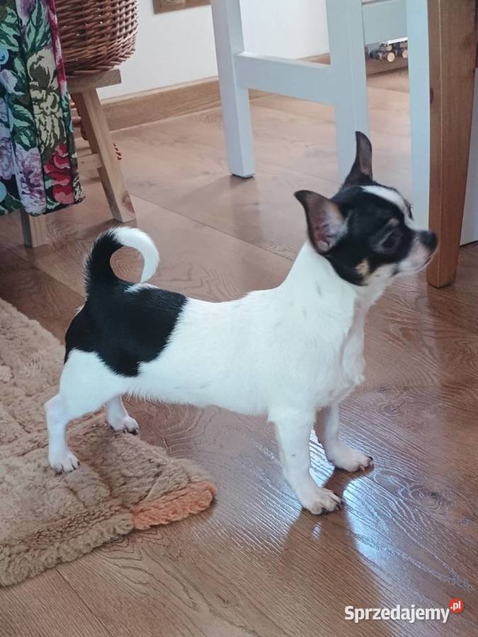 Chihuahua chłopiec Kleszczów