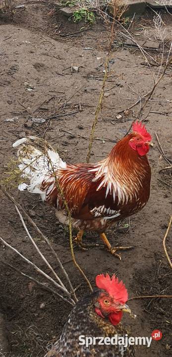 Koguty z Kwietnia tego roku Grabków
