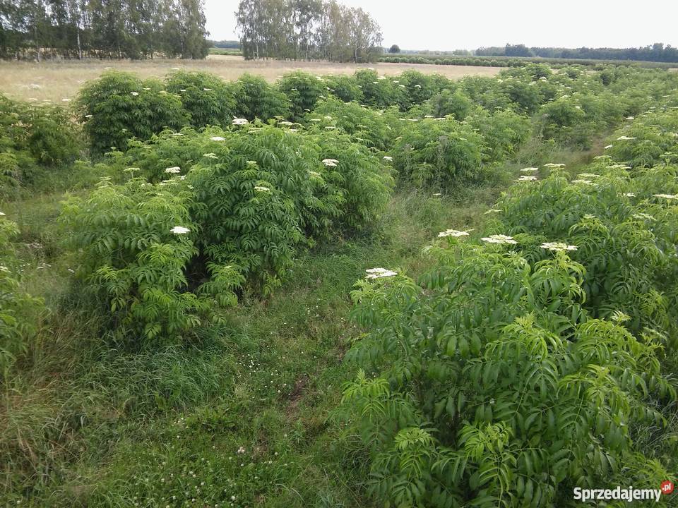 Bez czarnySampo Zbuczyn