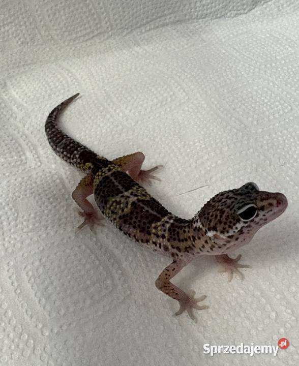 Gekon lamparci wielkopolskie