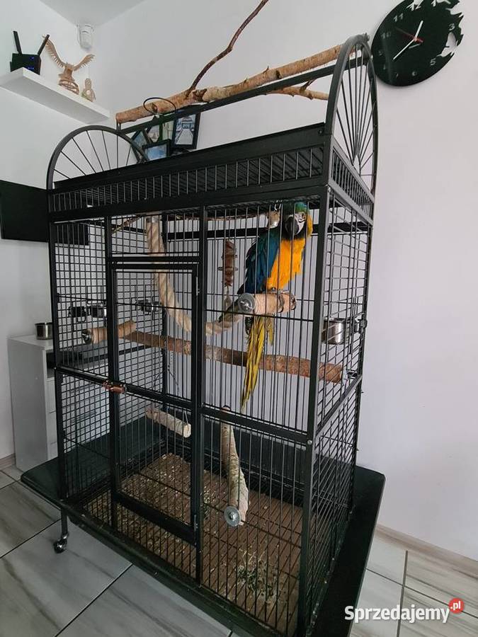 Ara Ararauna samiczkazamiana na auto Steklno