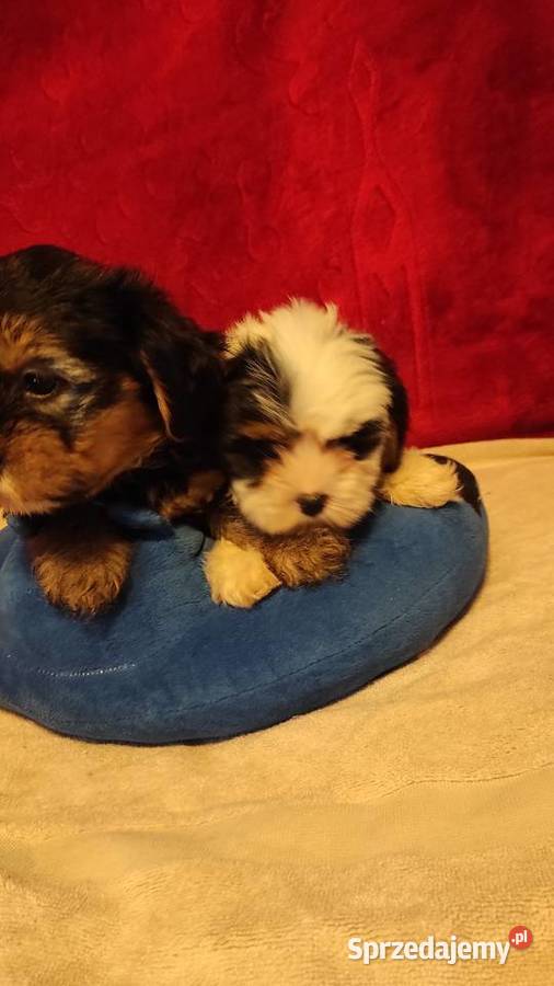 Śliczne suczki York Biewerek z rodowodem Stare Polesie