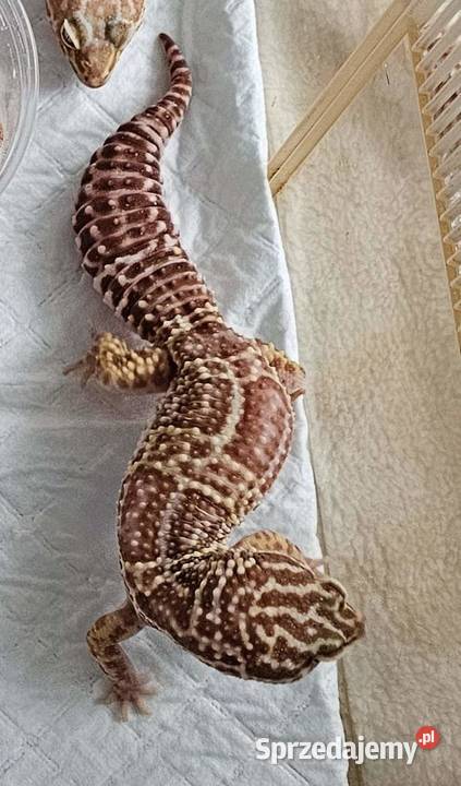 Gekon lamparci samiec Mack Snow Tremper Albino Chorzów sprzedam