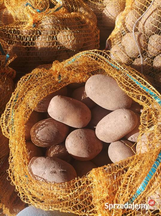 Ziemniaki Queen Anne łódzkie Okręglica