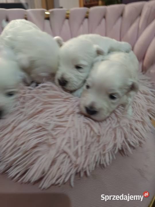 West Highland White Terrier podkarpackie Rzeszów sprzedam