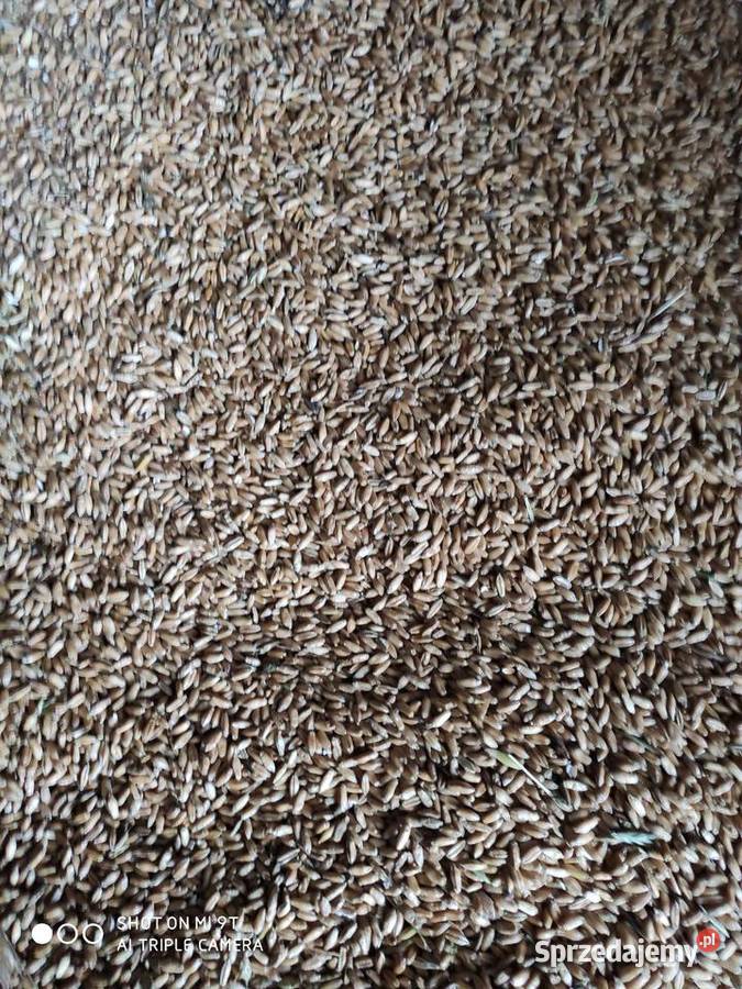 Pszenica ozima Białystok