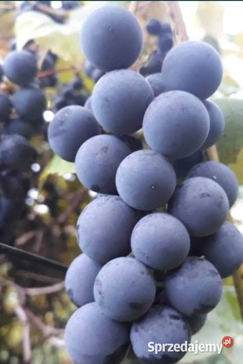 Winogrono ciemne Rolnictwo Pabianice