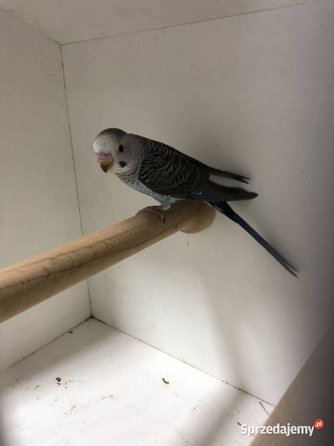 Papugi Faliste BlackWingSzpalt na BW Ptaki Jedlicze sprzedam