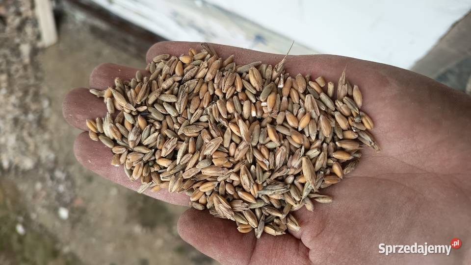 Orkisz Mieszanka Kur Zboża Kołaczyce