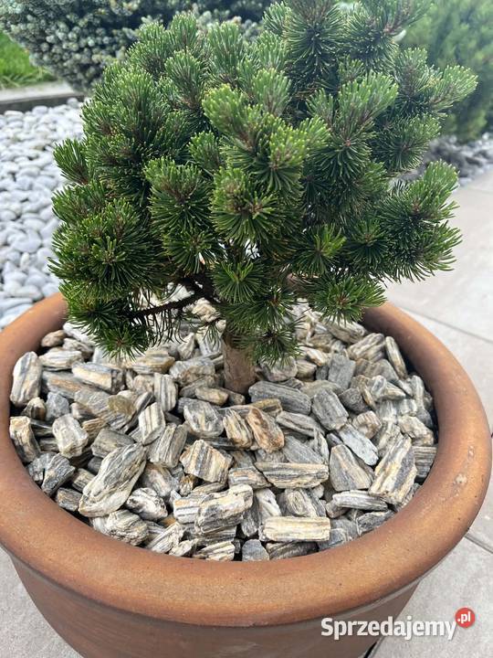 bonsai ogród taras Biertowice
