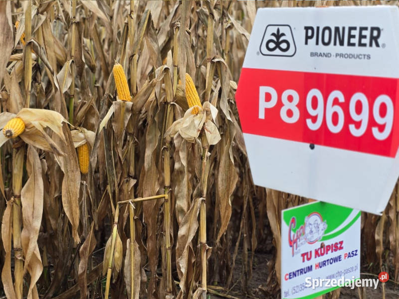 Nasiona kukurydzy Pioneer P89699 FAO 260 Zboża Ostrowite sprzedam