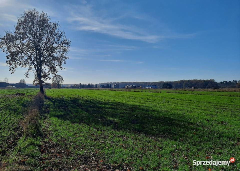 Sprzedam działkę budowlaną w m Ispina koło m 34zł/m2 sprzedam