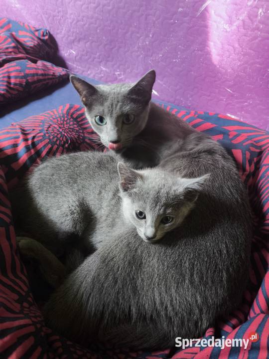 Koteczka Rosyjski Niebieski rodowód PZF WCF Piaseczno