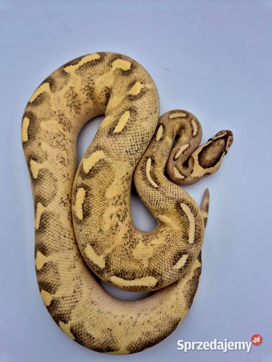 Pyton królewski Python Regius NOWE CENY Kobielice sprzedam