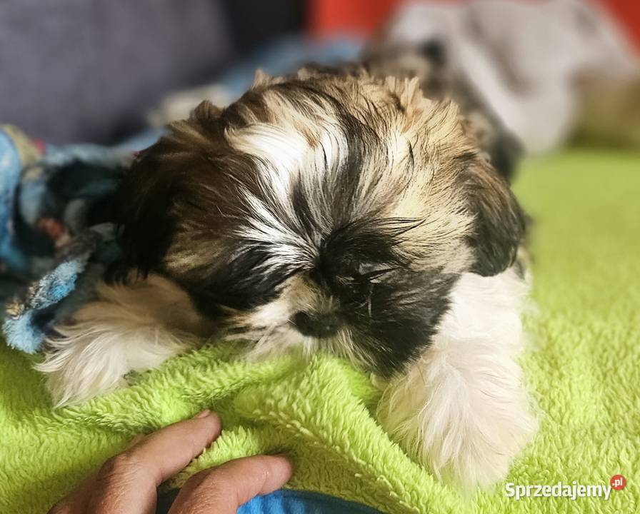 Shih Tzu chłopiec Częstochowa