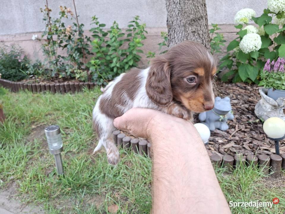 Jamnik długowłosy Piebald Brindle Choco Żychlin