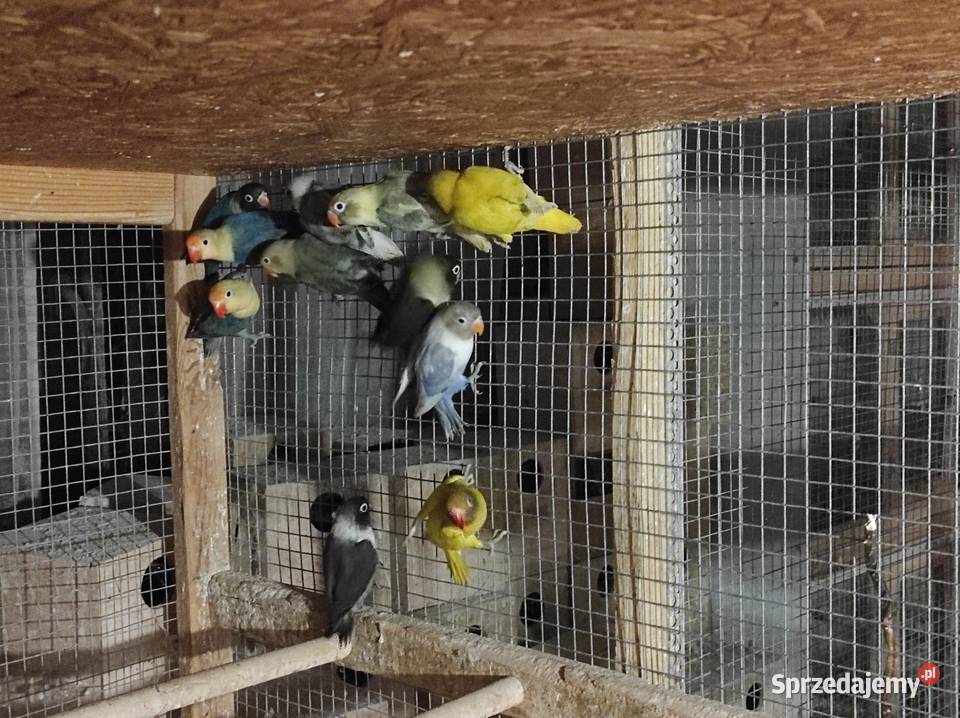 Nierozłączki fischera i czarnogłowe Rębków