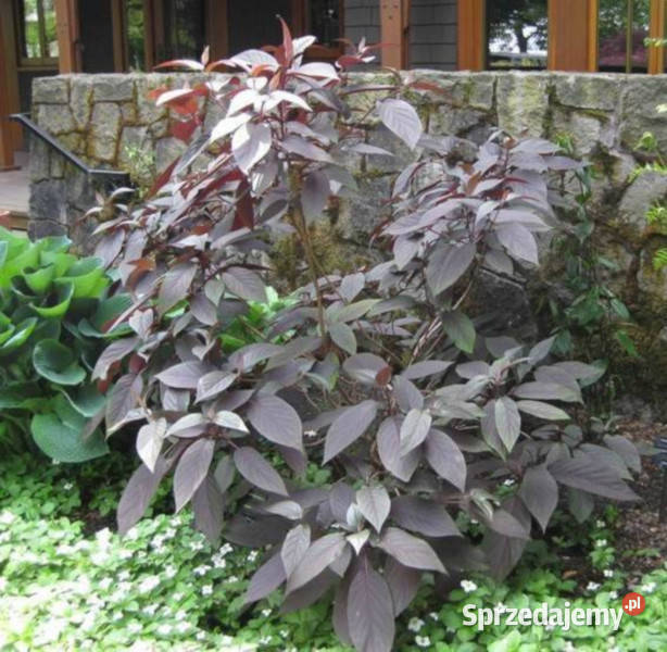 HORTENSJA KOSMATA Hot Chocolate sadzonki w kujawsko-pomorskie