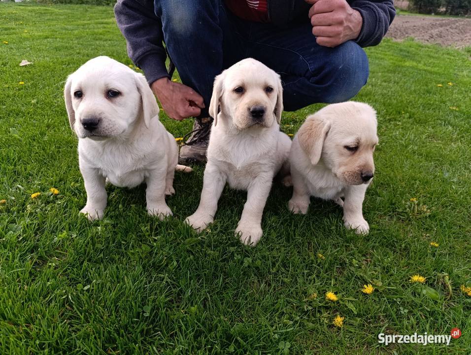 Pieski i suczki Labradora Retriever czarne Tarnów