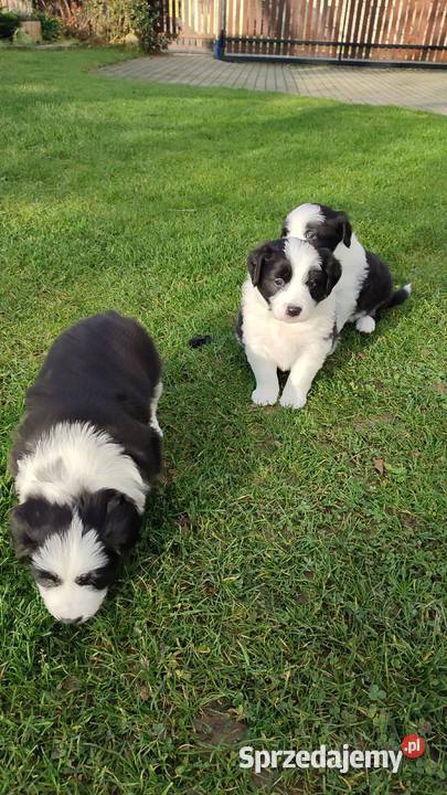 Suczka Border Collie Krosno sprzedam
