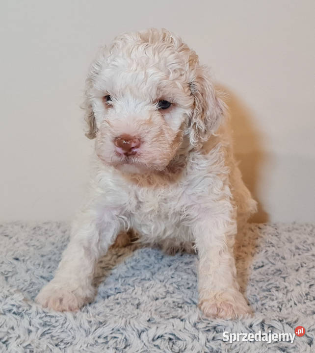 Szczenięta Lagotto Romagnolo utytułowanych