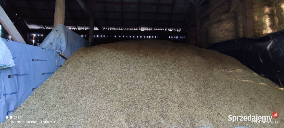 Sprzedam owies Poker mazowieckie Kolno