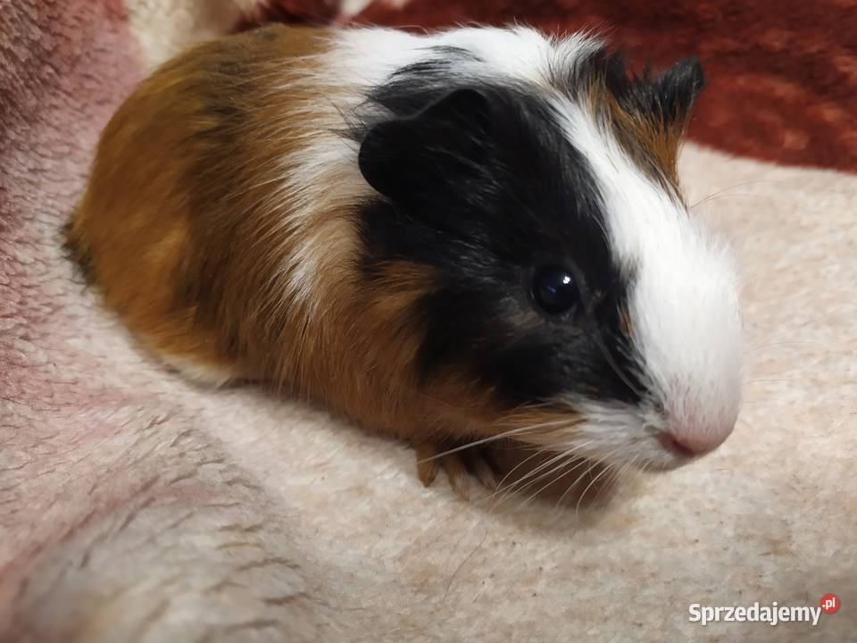 Świnka morska warmińsko-mazurskie Olsztyn