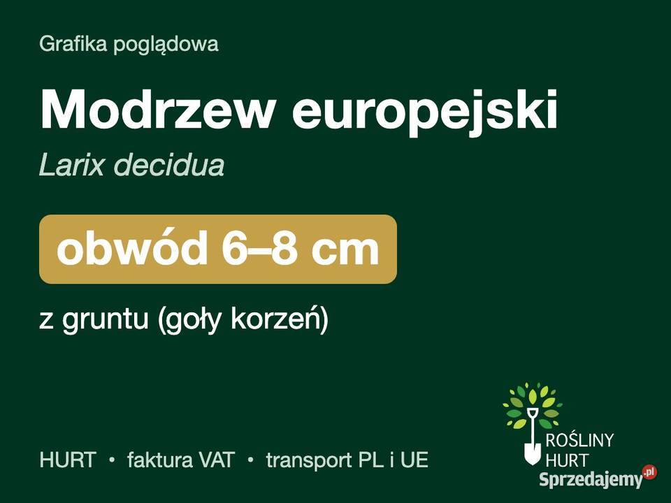 Modrzew europejski Larix decidua obwód 68 z