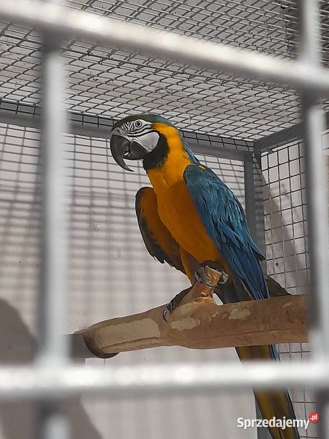 Ara ararauna samiec  dorosły