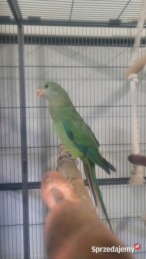 Papugi barabandy Wieliczka