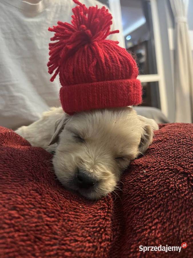 Szczeniaki Golden Retriever z legalnej hodowli lubelskie Wilkołaz Pierwszy