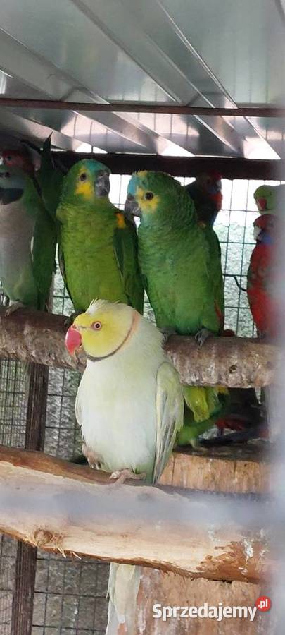 Amazonki niebieskoczelne 2025 DNA Ptaki Wodzisław Śląski