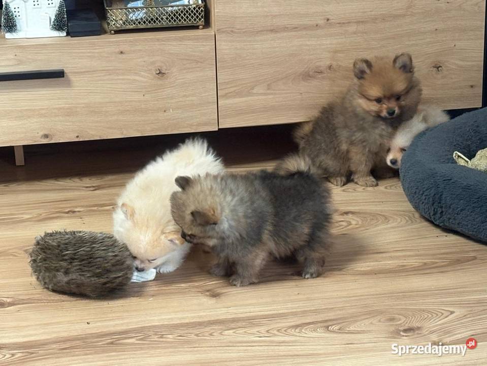 Szpic miniaturowy pomeranian Łukowa sprzedam