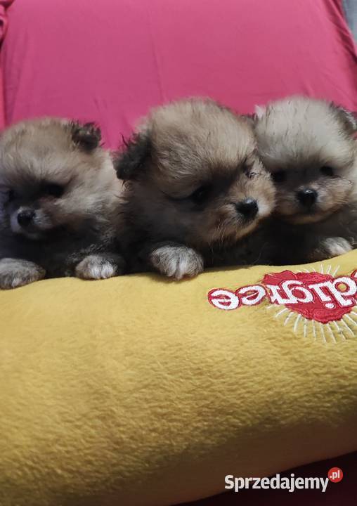 Pomeraniany szczenięta Bolesławiec