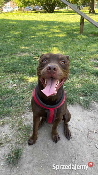 Do oddania American Pit Bull Terrier podkarpackie Jarosław