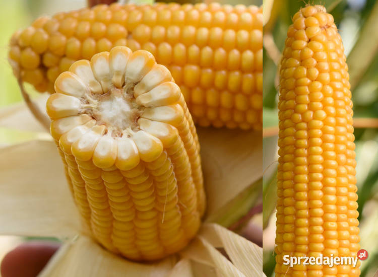 Materiał siewny kukurydza SM Finezja Pozostałe warmińsko-mazurskie