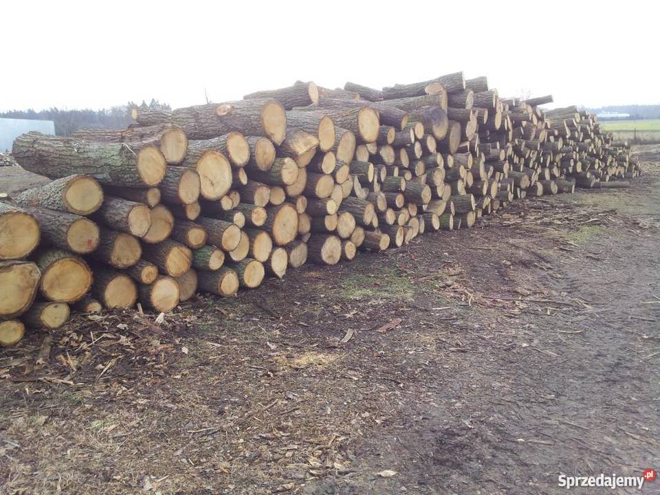 DREWNO KOMINKOWE DĄB SZAMOTUŁY POZNAŃ LUSOWO Poznań