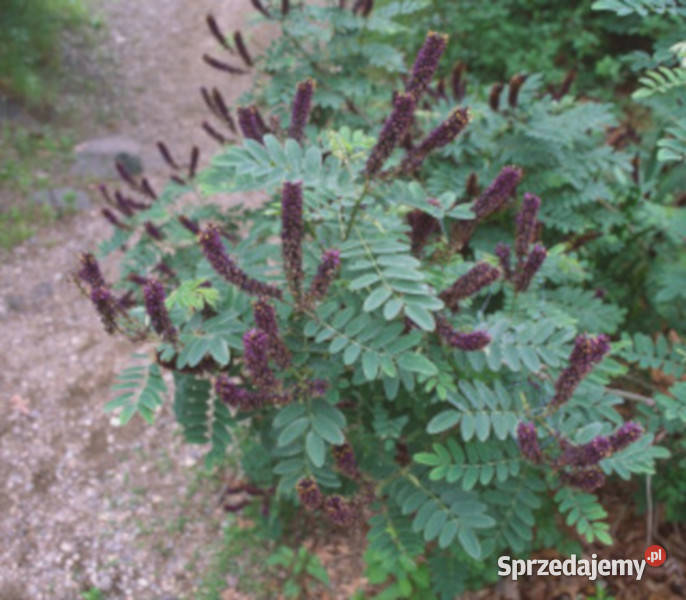 AMORFA KRZEWIASTA Amorpha fruticosa NASIONA kujawsko-pomorskie Lubanie