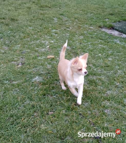 Chihuahua chłopiec długowłosy Szczucin sprzedam