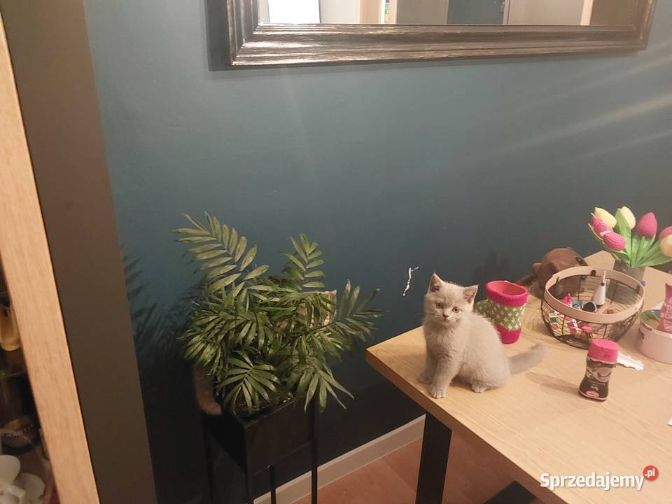 koty brytyjskie łódzkie Radomsko