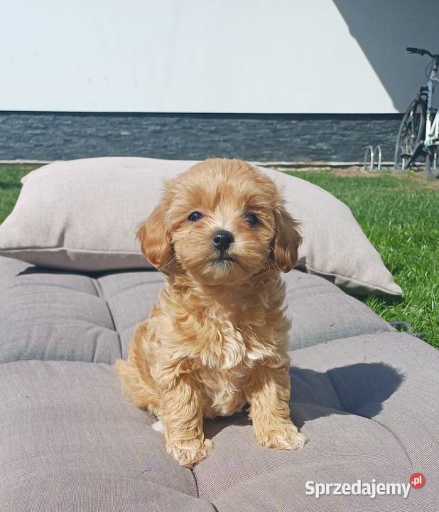 Szczenięta Maltipoo