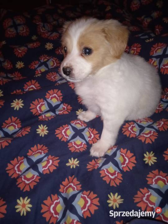 Szczeniak Jack Russell Terrier