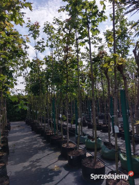 Klon pospolity nasadzenia zastępcze Białystok