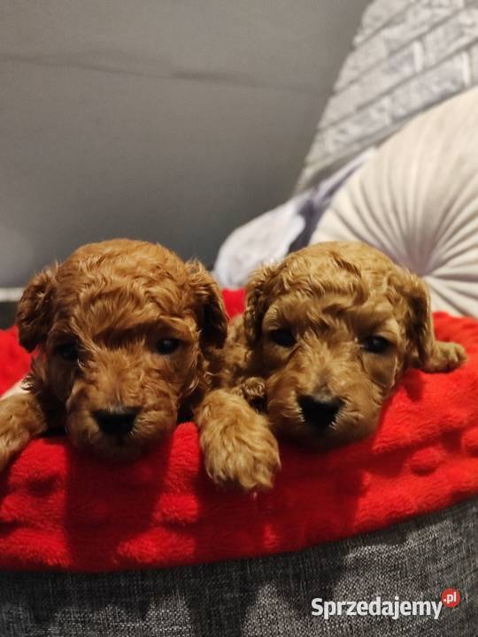 Pudelki malutkie toy 16 marca odbior Bolesławiec