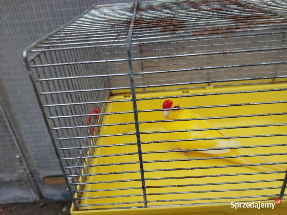 Sprzedam papugę Zwierzęta Lubanie